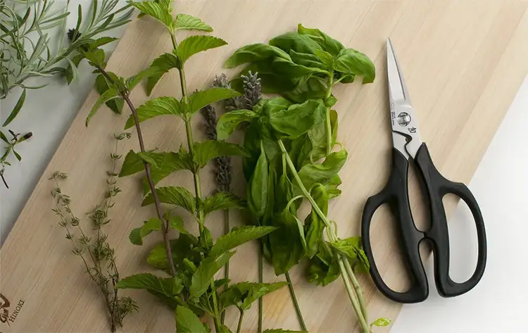 Herb shears sitting next to a pile of mint sprigs.